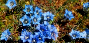 Dolpo Region Trek